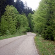 Ne cărăm cu toţii ca oile sau stăm pe loc ca brazii?